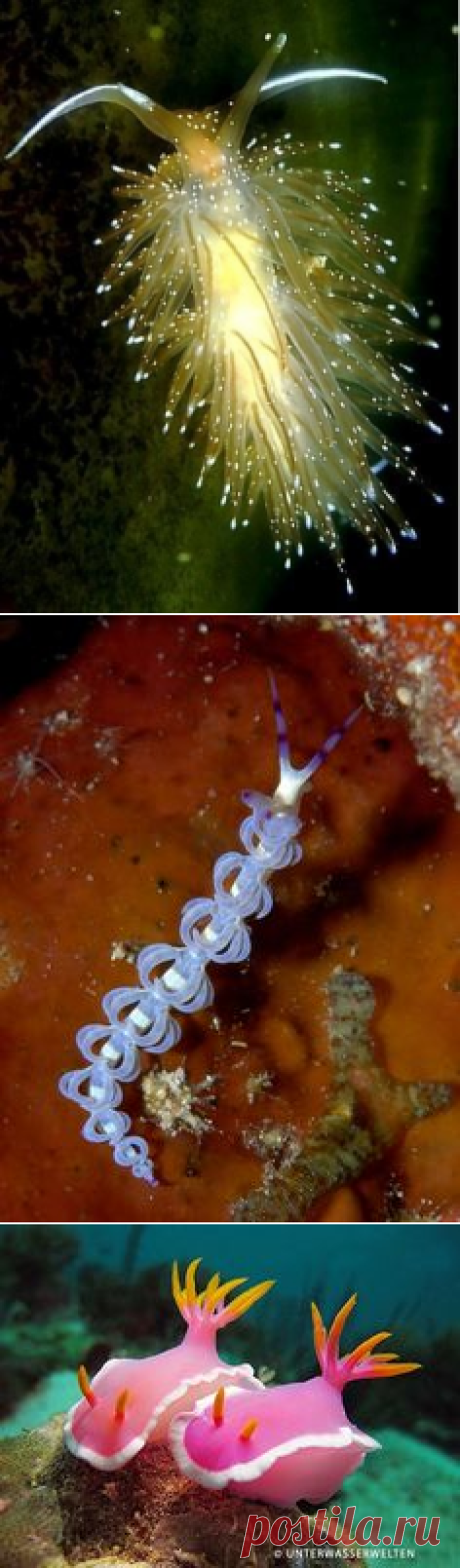 Подводный мир, Морской слизняк and Beautiful on Pinterest
