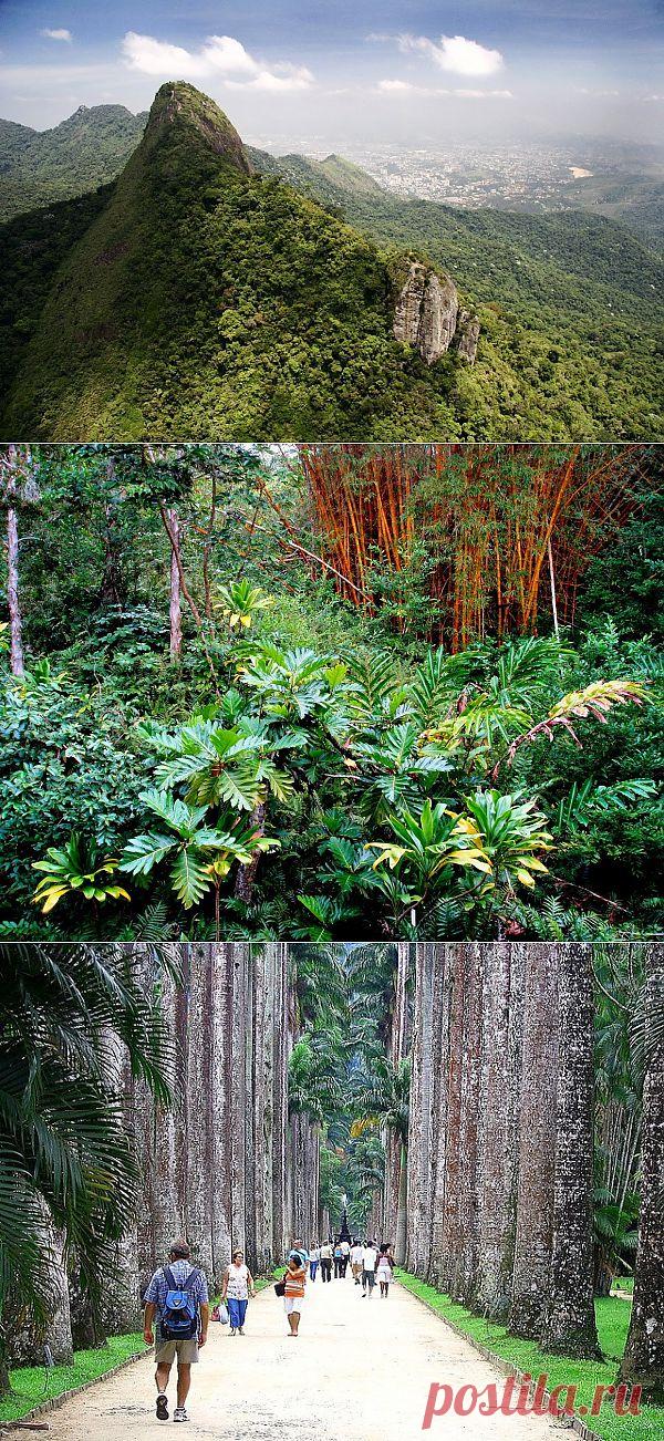 Рио-де-Жанейро - лес в сердце города