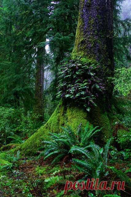 coiour-my-world:
“Ferns on old growth tree, Oswald West State Park, Oregon by USFWS Pacific on Flickr.
”