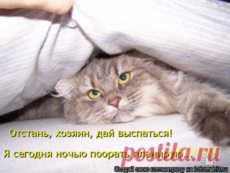Котоматрица: Главная