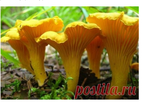 Мой Мир@Mail.Ru