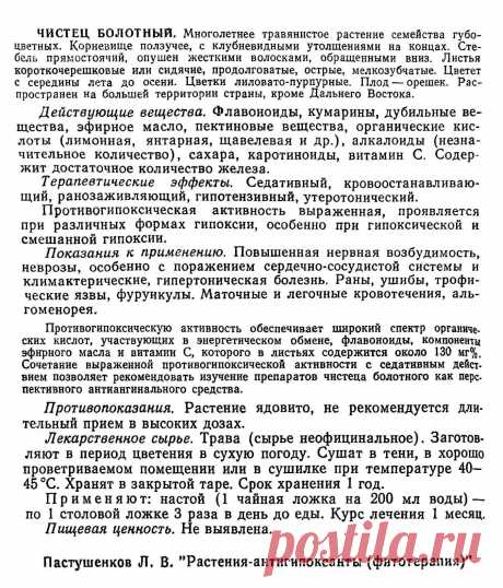 Чистец болотный