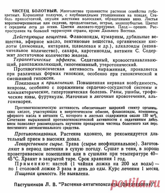 Чистец болотный