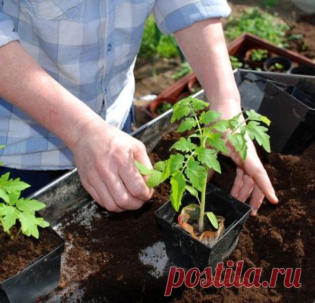 15 самых серьезных ошибок при выращивании рассады