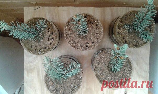 Размножение елей черенкованием.

#ландшафт_КС
#хвойные_КС

Ёлочки 