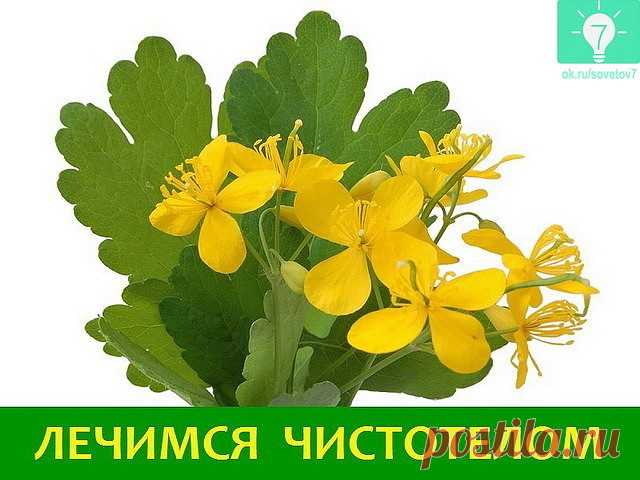 чистотел