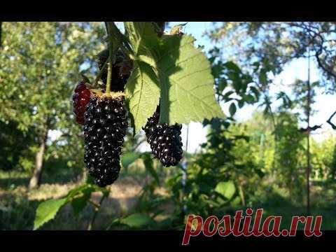 Пересадка куста ежевики с укоренёнными лозами.