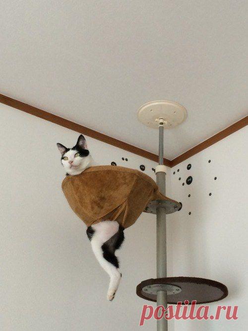 20 доказательств того, что кошка худший сосед по комнате / Питомцы