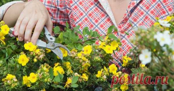 Обрезка лапчатки: как, когда, зачем Лапчатка, или курильский чай, – популярное растение, которое славится не только своей декоративностью и неприхотливостью, но и целебными свойствами (лапчатку заваривают вместо чая). Но чтобы культура радовала цветением, а куст не превратился в безобразную поросль, растение необходимо своевременно обрезать.