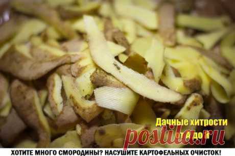 Картофельные очистки для смородины
