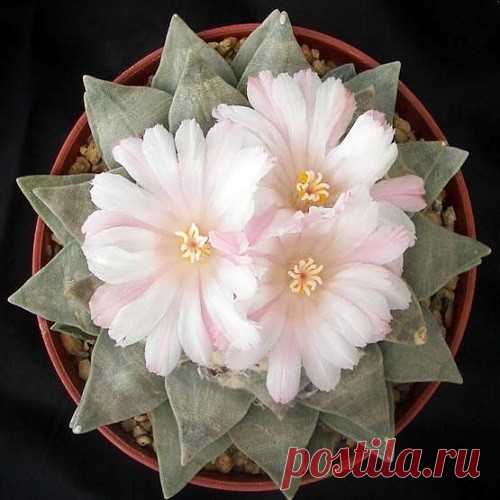 Ариокарпус