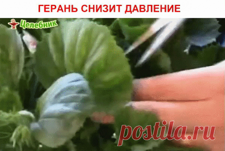 1 непрочитанный чат