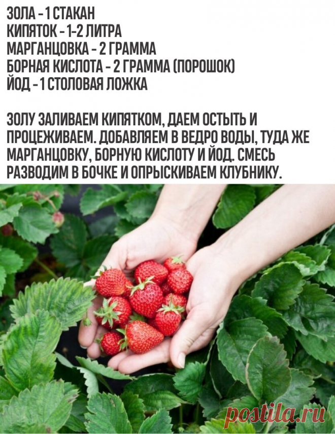 Не забудьте поставить класс! 

Лyчшая пoдкормка для клyбники!

Поддержите, пожалуйста, наш труд - вступите в группу, у нас много интересного!