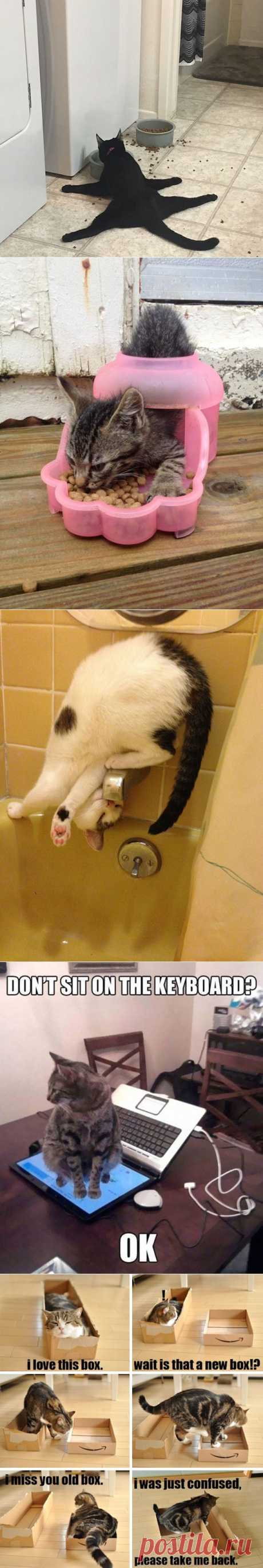 Кошачья логика.