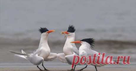 Пуси-пуси юмор для девушек и женщин. Картинки с юмором прикольные. Подборка  №ofigennaja-pusi-26000625052020 | Офигенная