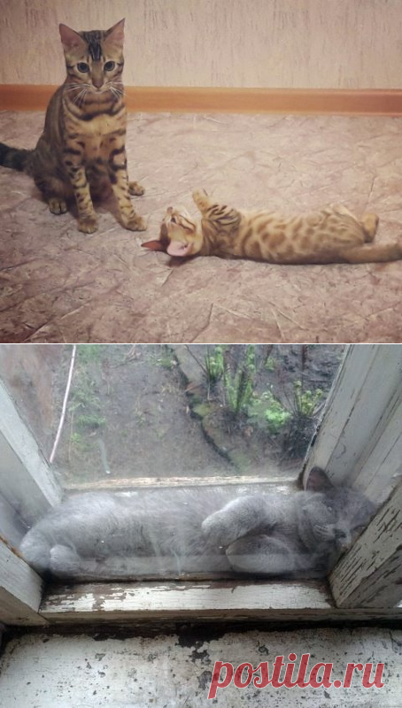 (47) Одноклассники