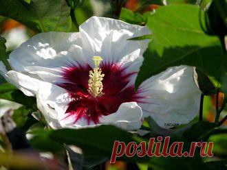 СЕМЕНА ТРАВЯНИСТЫХ ГИБИСКУСОВ - № 28 - 7 шт