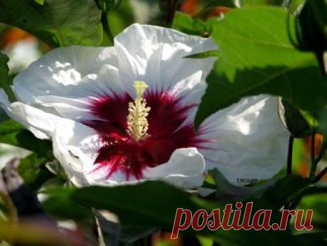 СЕМЕНА ТРАВЯНИСТЫХ ГИБИСКУСОВ - № 28 - 7 шт