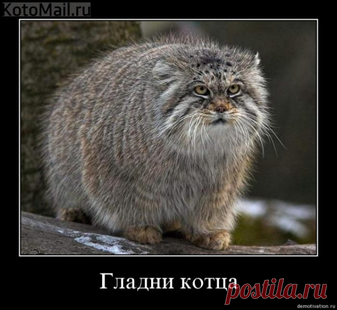 ЖЕНИХ | KotoMail.ru