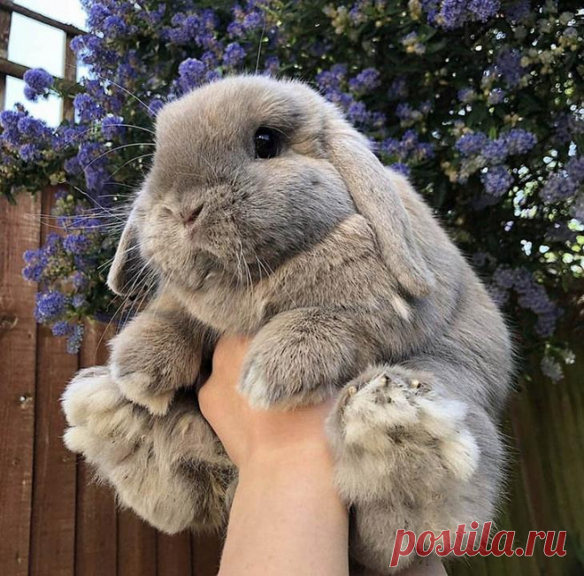 17 прекрасных фото очаровательных зверушек, которые надо принимать вместо гадких антидепрессантов
