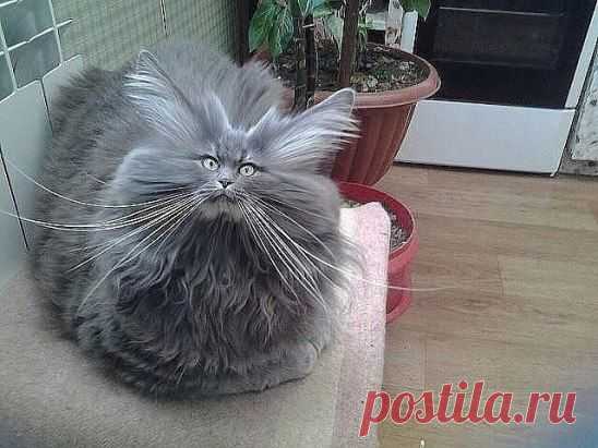 ЁШКИН КОТ