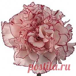 Amico - Гвоздика розовая - Гвоздики