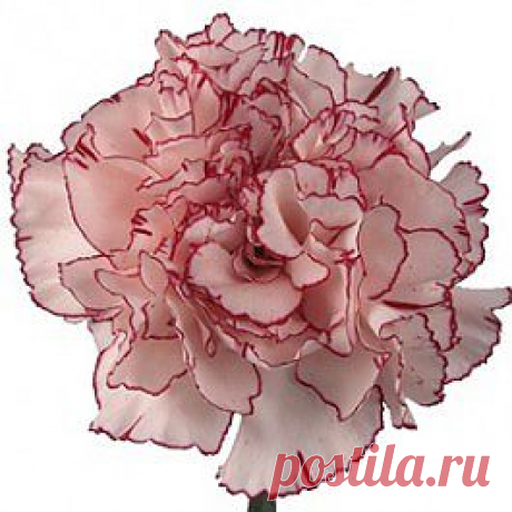 Amico - Гвоздика розовая - Гвоздики