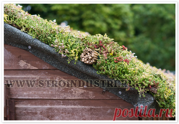 зеленые (травяные) скандинавские крыши