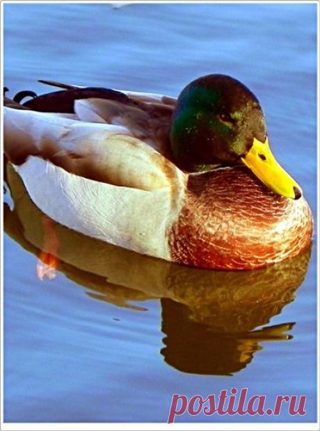 На воде...