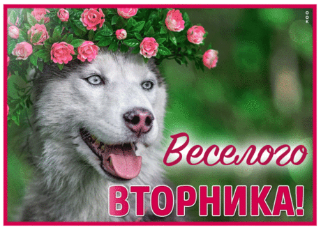 Минималистичная гиф-открытка, веселого вторника