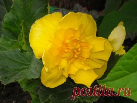 Как сохранить клубни бегонии