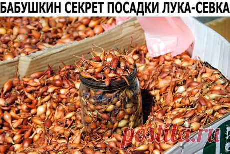 Покупала я у одной бабушки семена лука не чернушку, а уже маленькие луковички, тут сорт не имеет значения. И она дала совет как его правильно садить. Я сажу лук уже несколько лет и очень благодарна бабушке за ее подсказку. Просушиваю луковички и с недельку прогреваю при температуре 20 – 25 градусов.

Перед самой посадкой замачиваю на три часа в подсоленной воде – одна столовая ложка на один литр теплой воды. Затем промываю и опять замачиваю на 2 часа в марганце (раствор те...
