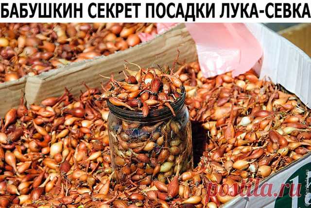 Покупала я у одной бабушки семена лука не чернушку, а уже маленькие луковички, тут сорт не имеет значения. И она дала совет как его правильно садить. Я сажу лук уже несколько лет и очень благодарна бабушке за ее подсказку. Просушиваю луковички и с недельку прогреваю при температуре 20 – 25 градусов.

Перед самой посадкой замачиваю на три часа в подсоленной воде – одна столовая ложка на один литр теплой воды. Затем промываю и опять замачиваю на 2 часа в марганце (раствор те...
