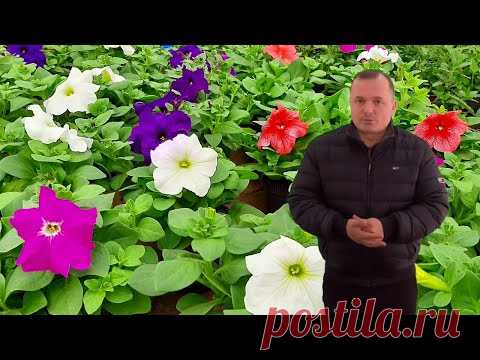 Посеянная вовремя петуния всегда вырастает пышной и красивой!