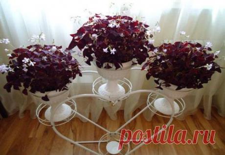 Тонкости ухода за удивительной кислицей в домашних условиях