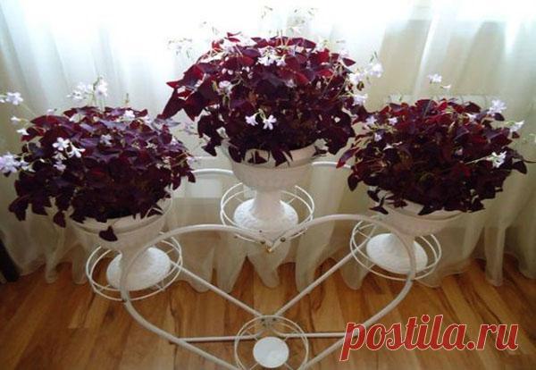 Тонкости ухода за удивительной кислицей в домашних условиях