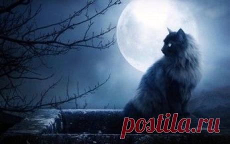 Животные обои. Картинки, фото скачать. Страница 27.