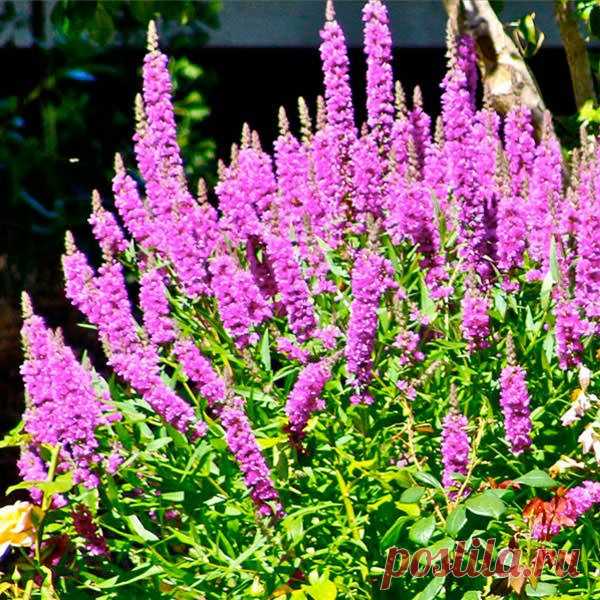 Дербенник: уход и выращивание — FloweryVale.ru