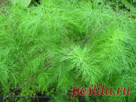 УКРОП ПАХУЧИЙ (трава) - https://www.fitolog.ru/ukrop-pahuchiiy-trava/ 
Ручной сбор (респ. Адыгея, Краснодарский край)
Фасовка: 50 г

Противопоказания не выявлены. Не рекомендуется в больших количествах при гипотонии.
Показать полностью…