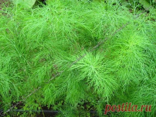 УКРОП ПАХУЧИЙ (трава) - http://www.fitolog.ru/ukrop-pahuchiiy-trava/ 
Ручной сбор (респ. Адыгея, Краснодарский край)
Фасовка: 50 г

Противопоказания не выявлены. Не рекомендуется в больших количествах при гипотонии.
Показать полностью…