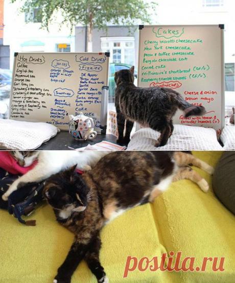 Конец тенденции открытия кошачьих кафе? | Англофил