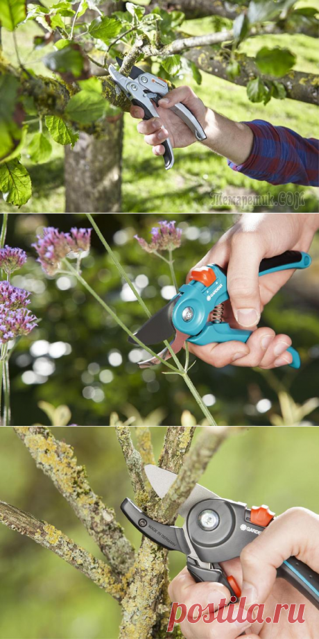 Секатор, сучкорез или садовая пила – что выбрать для ухода за садом?