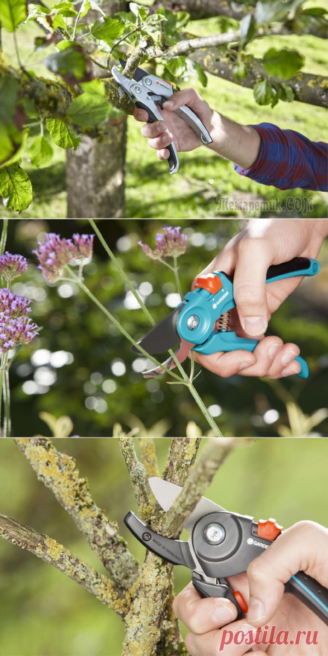 Секатор, сучкорез или садовая пила – что выбрать для ухода за садом?