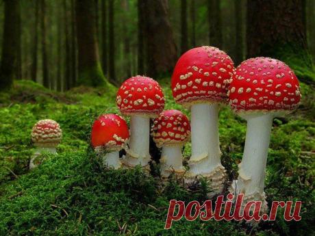 Мухоморчики