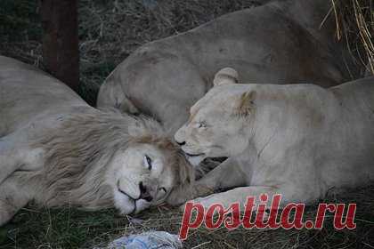 Фермеров попросили пожертвовать коров и лошадей пожилым львам на корм