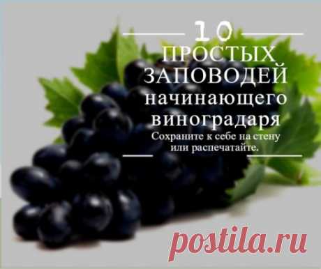 10 ПРОСТЫХ ЗАПОВЕДЕЙ НАЧИНАЮЩЕГО ВИНОГРАДАРЯ-ЗАБИРАЙТЕ К СЕБЕ НА СТЕНКУ! РАССКАЗЫВАЕТСЯ НА ПРОСТОМ И ДОСТУПНОМ ЯЗЫКЕ, А САМОЕ ГЛАВНОЕ - ВСЕ ПО ДЕЛУ! 
1. НЕ САЖАЙ В ТЕНИ - ПЛОДОВ НЕ БУДЕТ 
Виноград - солнечная ягода. Борьба с самозатенением кустов - первый секрет. Лучший куст - разреженный. 
2. МОЩНЫЕ КОРНИ - БОЛЬШИЕ УРОЖАИ 
Копай ямы по 40-50 см. Если почва слеживается, рыхли вилами без оборота пласта. Рассыпай золу, навоз, опилки, шелуху. Нижние корни при посадке на 40 см от верха ямы. 
3. Х