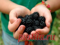 Шелковица – ягода здоровья и красоты