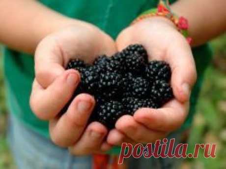 Шелковица – ягода здоровья и красоты