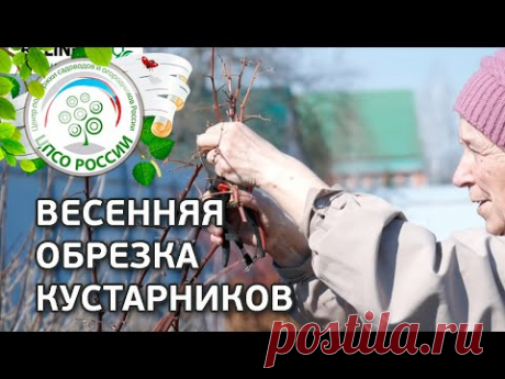 Весенняя обрезка Малины, Смородины, Крыжовника, Ежевики, Жимолости. Обрезка кустарников весной.