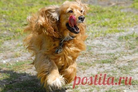 Полицейский кинолог подделала бумаги о смерти служебной собаки и продала ее. В Нерюнгринском районе Якутии местный инспектор-кинолог подделала документы о смерти служебной собаки и продала ее за еду. Кинолог подделала справку о смерти английского кокер-спаниеля по кличке Грей-Бой и списала животное с баланса полиции. Затем женщина продала кокер-спаниеля местному жителю взамен на продукты.